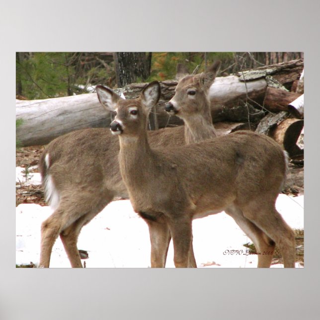Poster Cerf curieux (Devant)