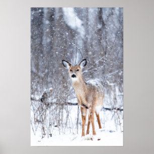 Poster Cerf dans la neige