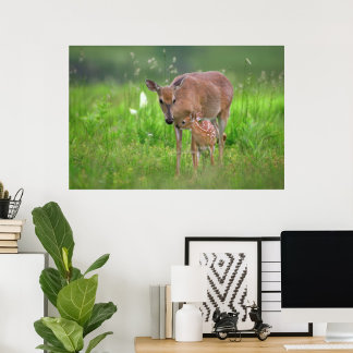 Poster Cerf de moment tendre