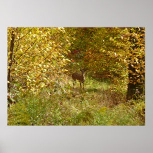 Poster Cerf de Pennsylvanie en automne