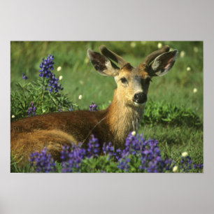 Poster Cerf de Virginie (Odocoileus hemionus), in