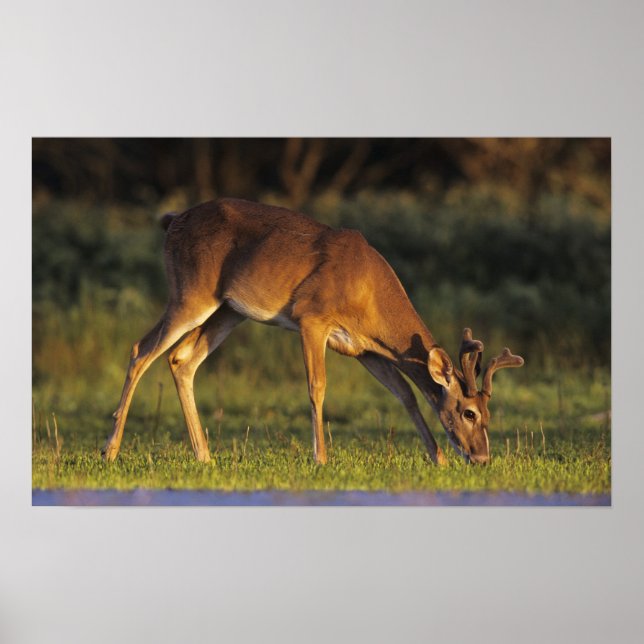 Poster Cerf de Virginie, Odocoileus virginianus (Devant)