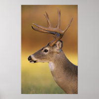 Cerf de Virginie, Odocoileus virginianus,