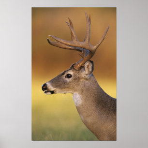 Poster Cerf de Virginie, Odocoileus virginianus,