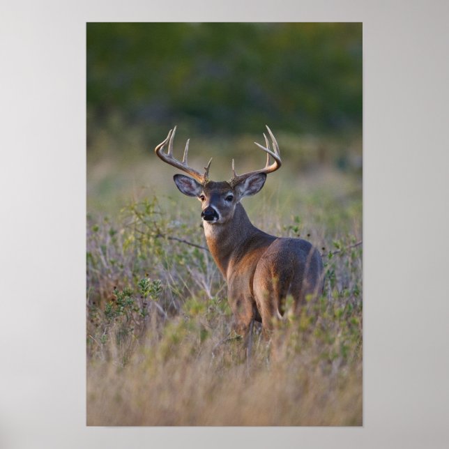 Poster cerf de Virginie (Odocoileus virginianus) 2 (Devant)
