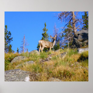 Poster Cerf des Montagnes Rocheuses