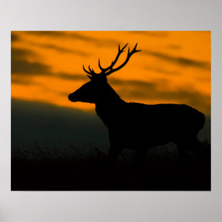 Poster Cerf élaphe Silhouette de cerf au coucher du solei