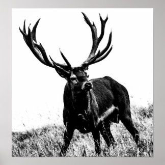 Poster Cerf en chaleur