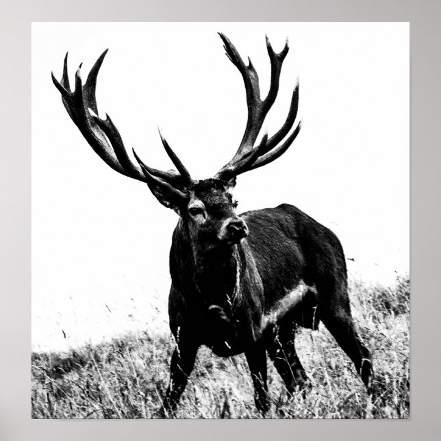 Poster Cerf en chaleur (Devant)