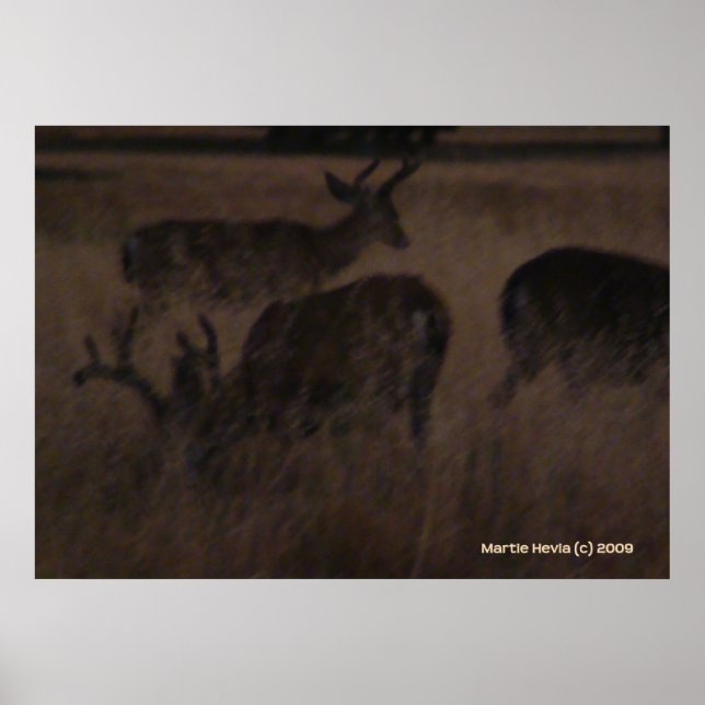 Poster Cerf en herbe sèche (Devant)