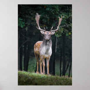 Poster Cerf en jachère