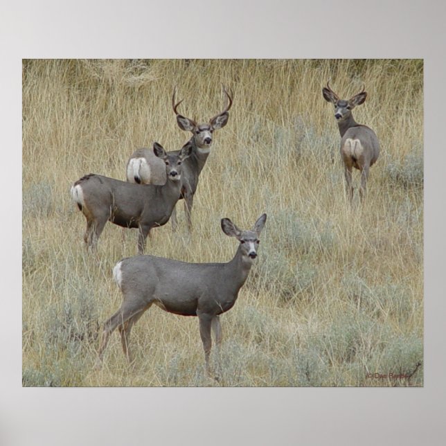 Poster Cerf mulet D18 (Devant)