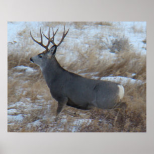 Poster Cerf mulet D28 en train de courir