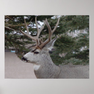 Poster Cerf mulet mâle D25