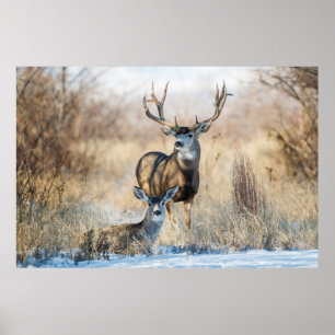 Poster Cerf mulet mâle et femelle