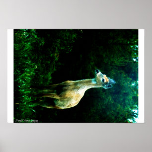 Poster Cerfs communs au crépuscule