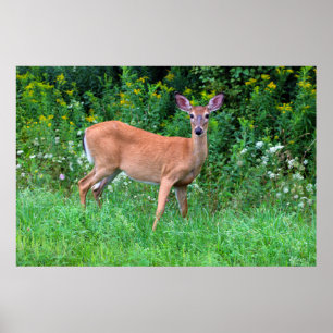 Poster Cerfs communs coupés la queue par blanc