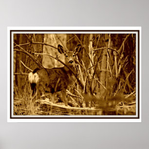 Poster Cerfs communs de mule : Daine