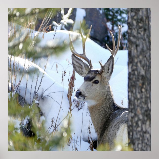Poster Cerfs Dans La Neige (Devant)