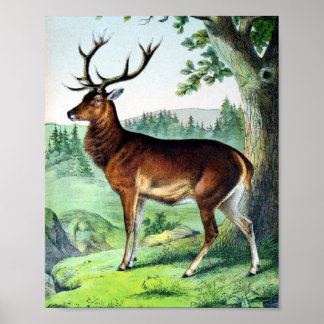 Poster Cerfs et rennes
