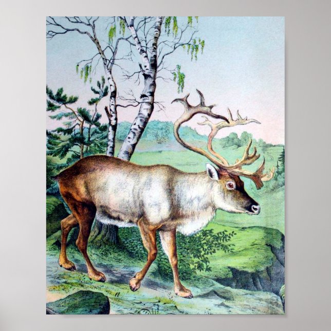 Poster Cerfs et rennes (Devant)