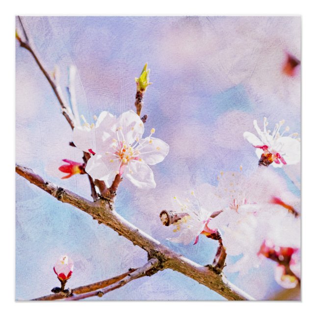 Poster Cerise Japonaise - Sakura En Fleur (Devant)