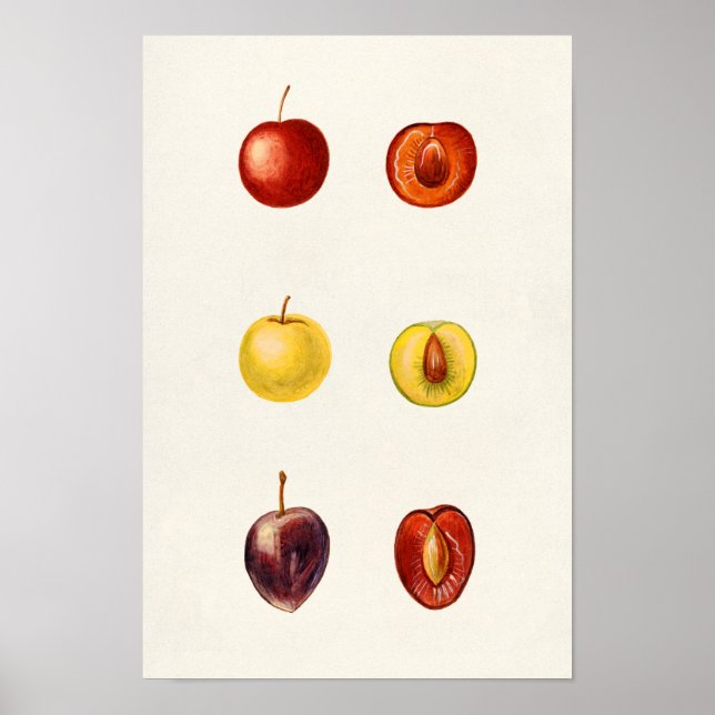 Poster Cerise Plum (Prunus Cerasifera var. Divaricata) (Devant)