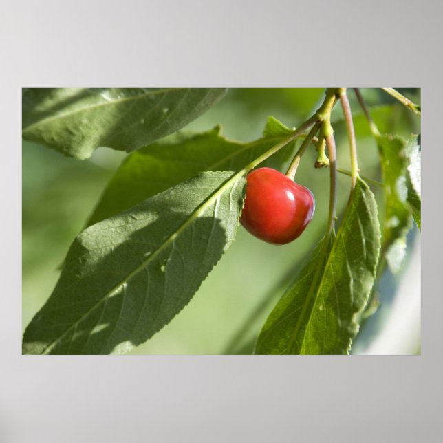 Poster cerise rouge (Devant)