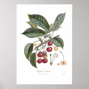 Poster Cerise, Royale