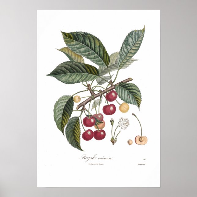 Poster Cerise, Royale (Devant)