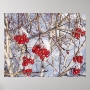 Poster Cerise Snow Cones