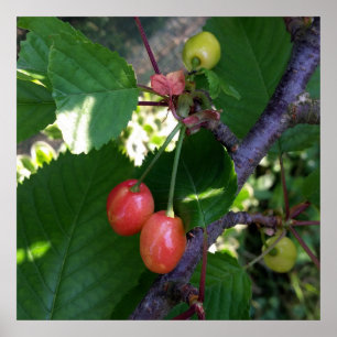 Poster Cerises en rouge