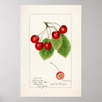 Cerises (Prunus Avium) Aquarelle de fruits Peintur