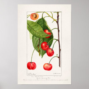 Poster Cerises (Prunus Avium) Aquarelle de fruits Peintur