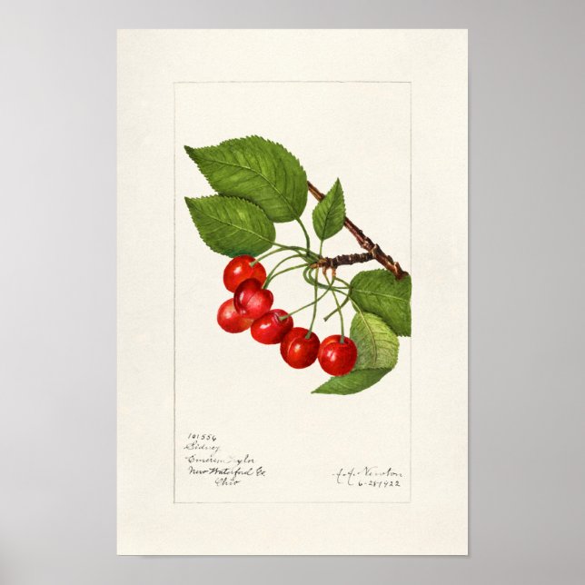 Poster Cerises (Prunus Avium) Aquarelle de fruits Peintur (Devant)