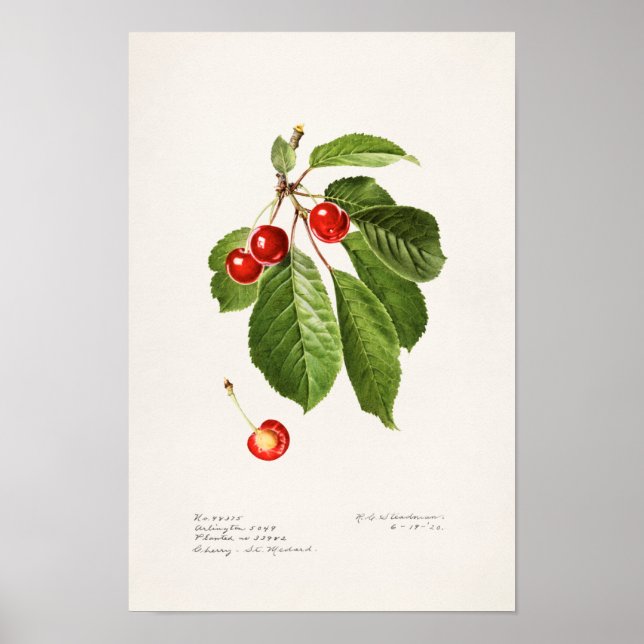 Poster Cerises (Prunus Avium) Aquarelle de fruits Peintur (Devant)