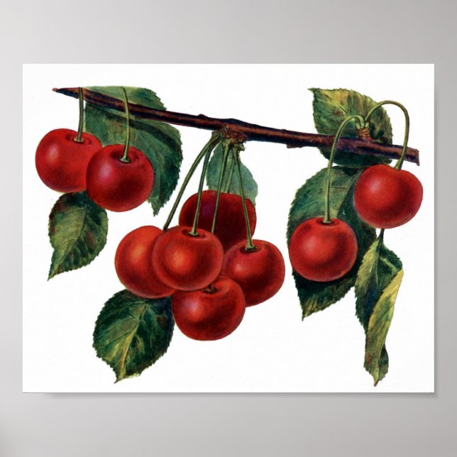 Poster Cerises rouges (Devant)