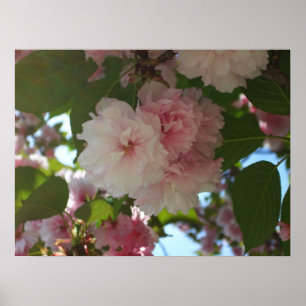 Poster Cerisier à Fleurs Doubles I Floralaison de Printem