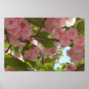 Poster Cerisier à Fleurs Doubles III Floraison Printanièr