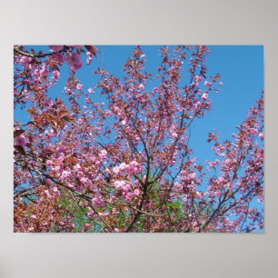 Poster cerisier de printemps en fleurs dans le ciel bleu
