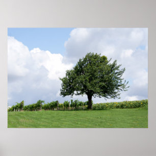 Poster Cerisier En Été