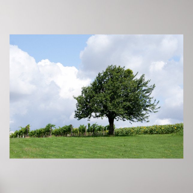 Poster Cerisier En Été (Devant)