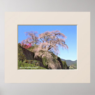 Poster Cerisier pleureur Matabei-Zakura