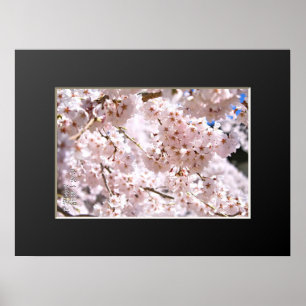 Poster Cerisier pleureur ("Nara Ichiban-Zakura")