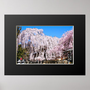 Poster Cerisier pleureur ("Nara Ichiban-Zakura")