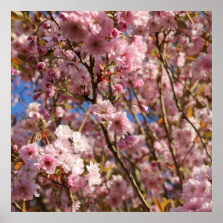 Poster Cerisier Rose Fleur de Printemps