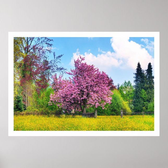 Poster Cerisier Violet Sur Fleur Jaune (Devant)