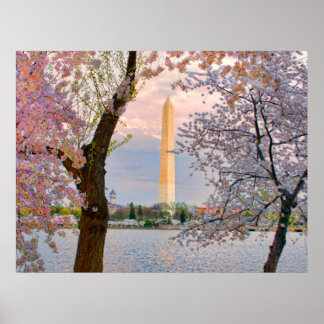 Poster Cerisiers en fleurs