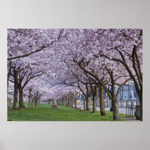 Poster Cerisiers en fleurs le long de la rivière Willamet