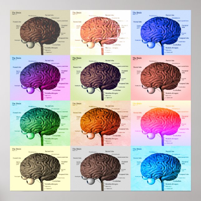 Poster Cerveau/Couleur (Devant)